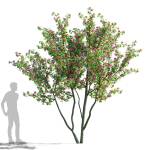 Crataegus x media Pauls Scarlet trees