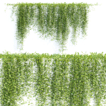 Creeper plants for wall collection vol 144
