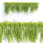 Creeper plants for wall collection vol 144