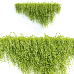 Creeper plants for wall collection vol 144