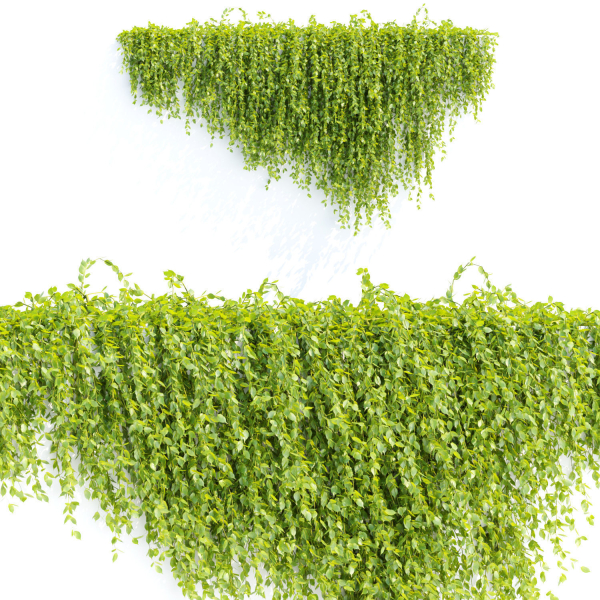 Creeper plants for wall collection vol 144