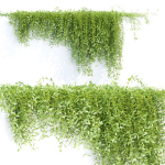 Creeper plants for wall collection vol 144