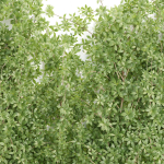 Creeper Plants vol 100