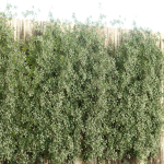 Creeper Plants vol 100