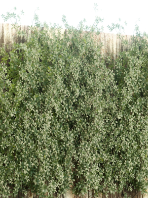 creeper-plants-vol-100-3d-model-4b7d9918ce