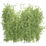 Creeper Plants vol 100