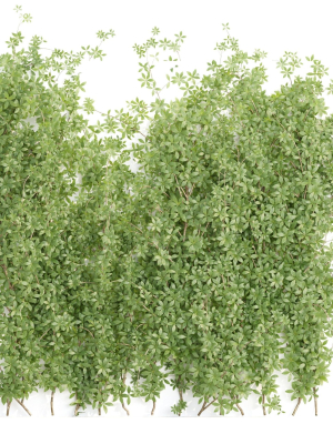 Creeper Plants vol 100