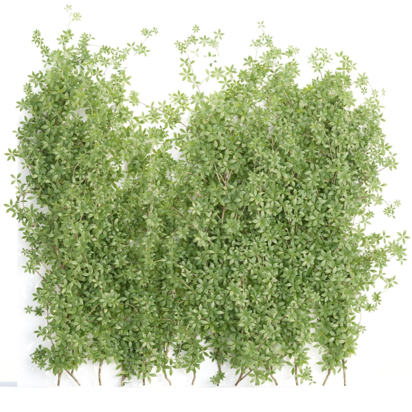 Creeper Plants vol 100