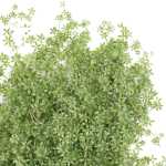 Creeper Plants vol 100-Blender