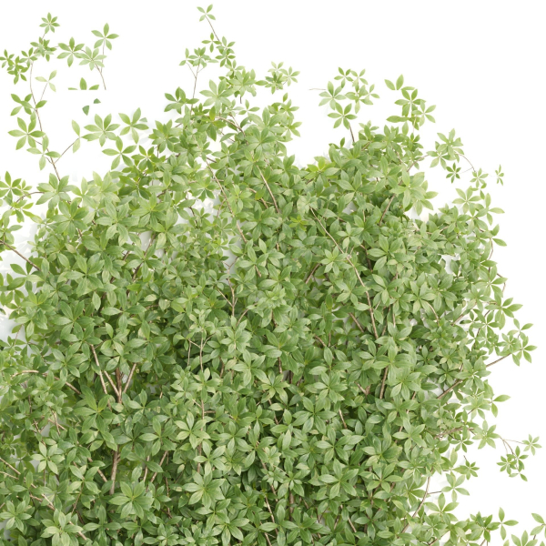 Creeper Plants vol 100-Blender