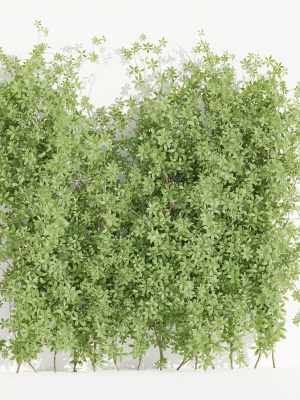 Creeper Plants vol 100-Blender