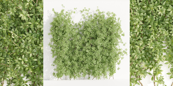 Creeper Plants vol 100-Blender
