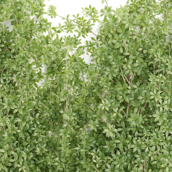 Creeper Plants vol 100-Blender