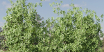 Creeper Plants vol 100-Blender