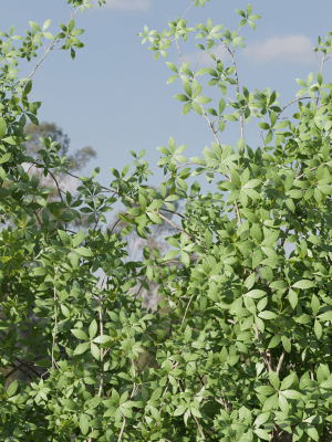 creeper-plants-vol-100-blender-3d-model-93335c43cf