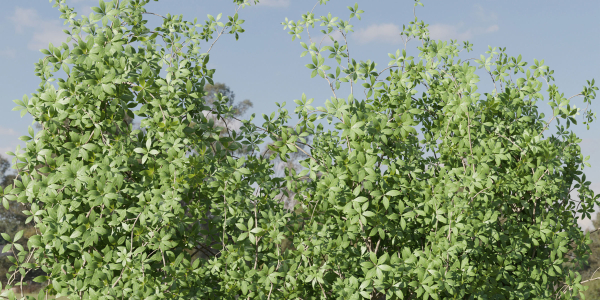 Creeper Plants vol 100-Blender