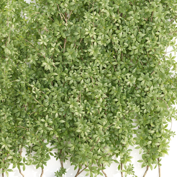 Creeper Plants vol 100-Blender