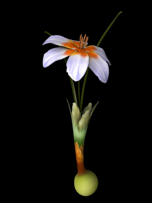 crocus-abantensis-3d-model-animated-rigged-max