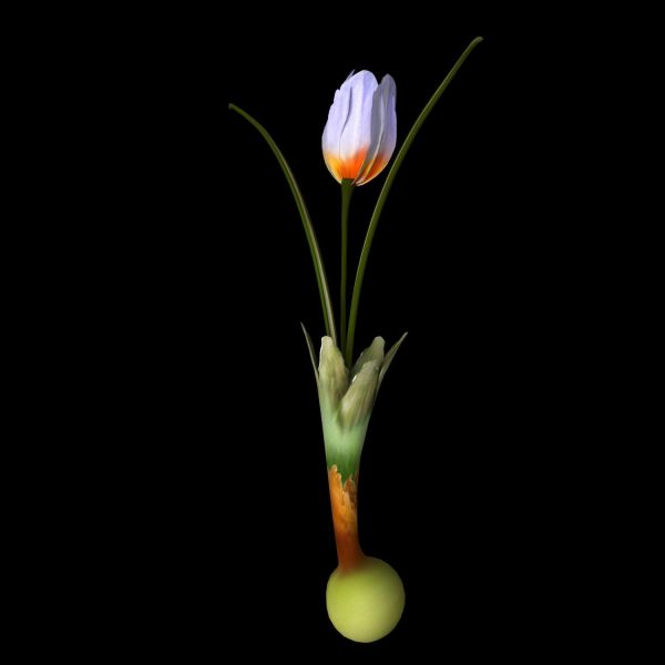Crocus Abantensis