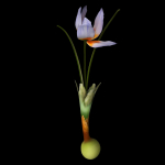 Crocus Abantensis