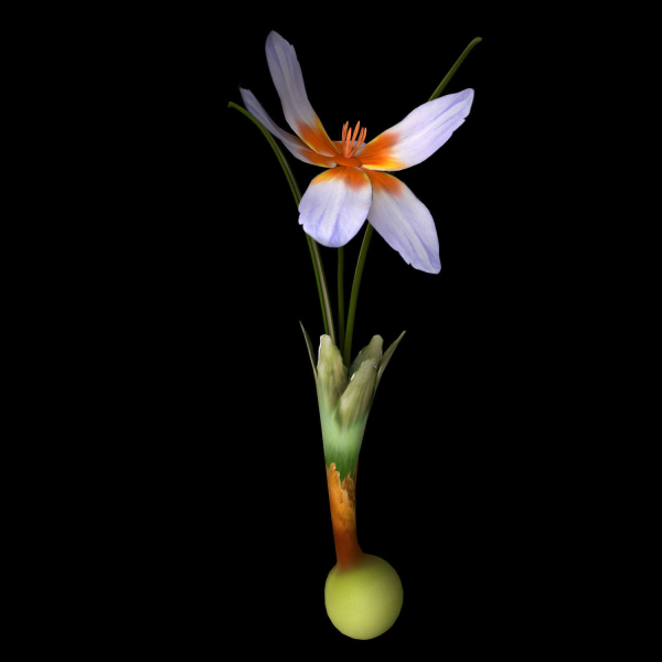Crocus Abantensis