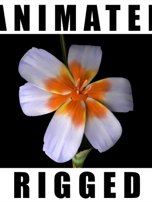 Crocus Abantensis