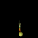 Crocus Abantensis