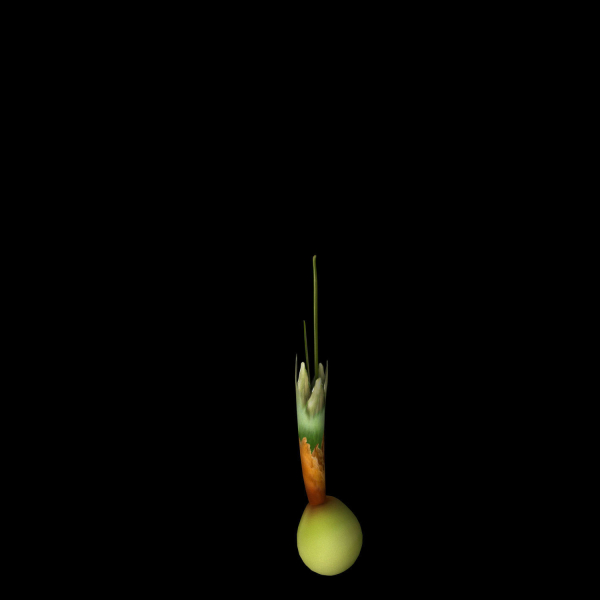 Crocus Abantensis