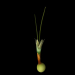 Crocus Abantensis