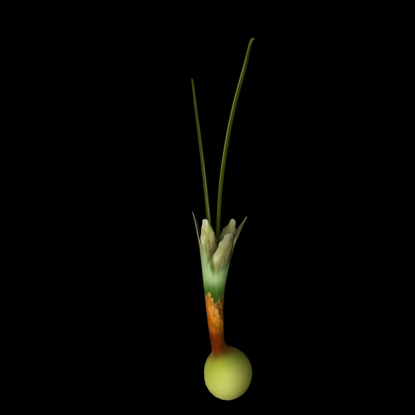 Crocus Abantensis