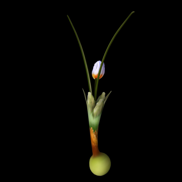 Crocus Abantensis