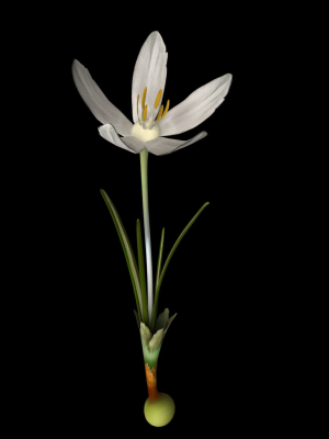 crocus-asumaniae-3d-model-animated-rigged-max