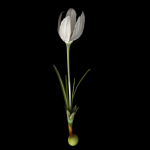 Crocus Asumaniae