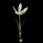 Crocus Asumaniae