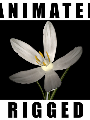 Crocus Asumaniae