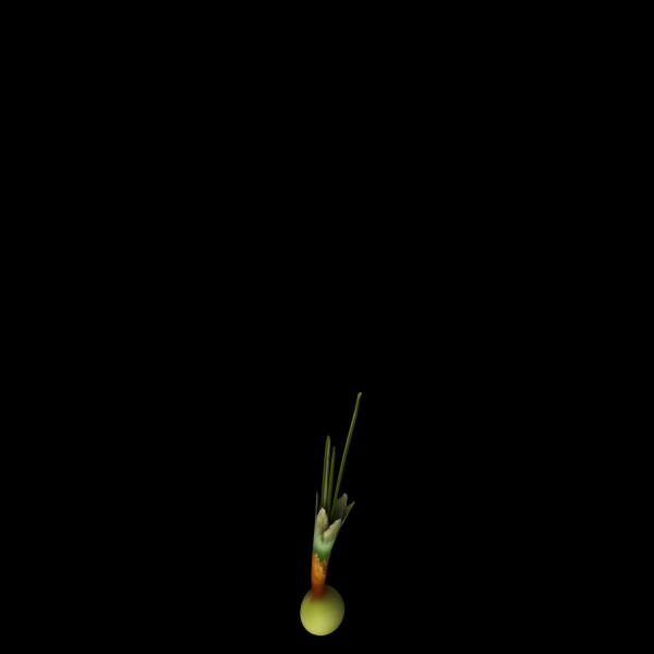 Crocus Asumaniae