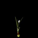 Crocus Asumaniae