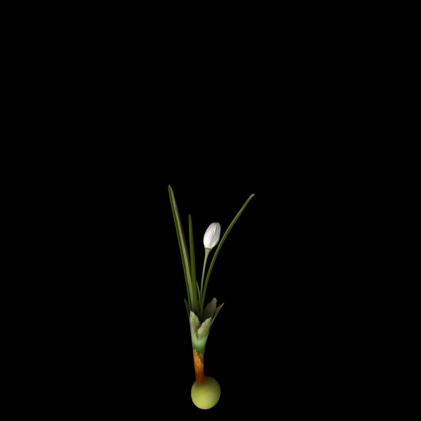 Crocus Asumaniae