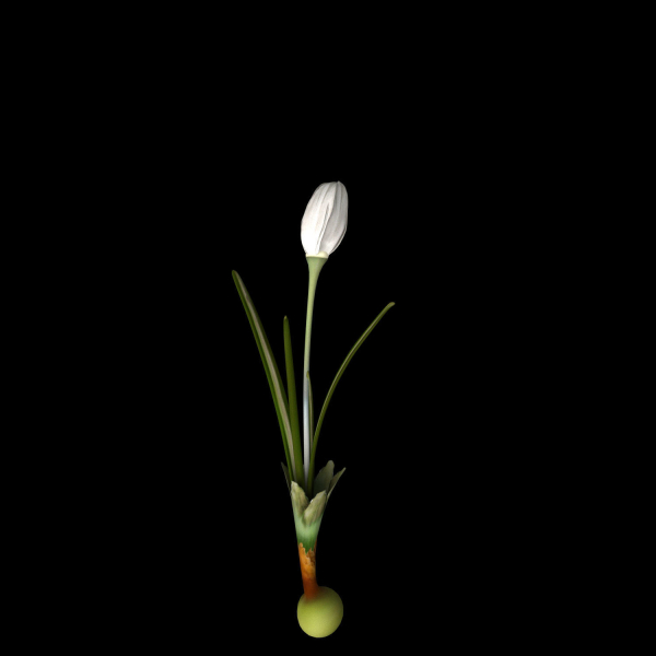 Crocus Asumaniae