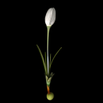 Crocus Asumaniae