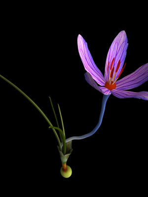 crocus-calanthus-kerndorff-pasche-3d-model-animated-rigged-max