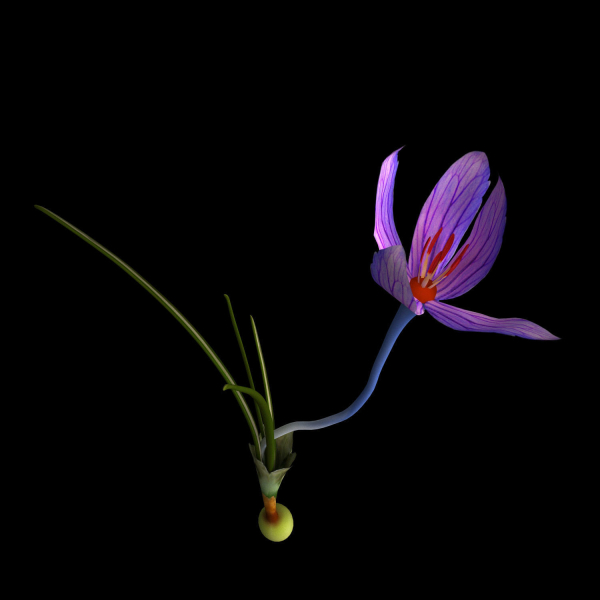 Crocus calanthus kerndorff pasche