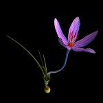 Crocus calanthus kerndorff pasche