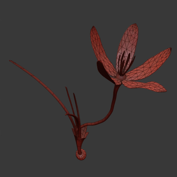 Crocus calanthus kerndorff pasche