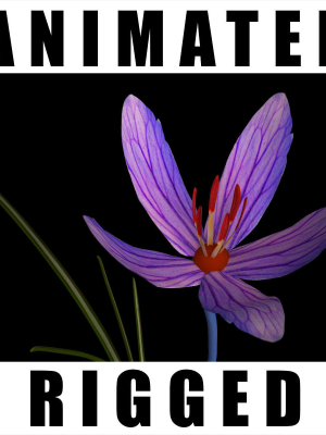 Crocus calanthus kerndorff pasche