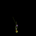 Crocus calanthus kerndorff pasche