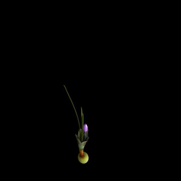 Crocus calanthus kerndorff pasche