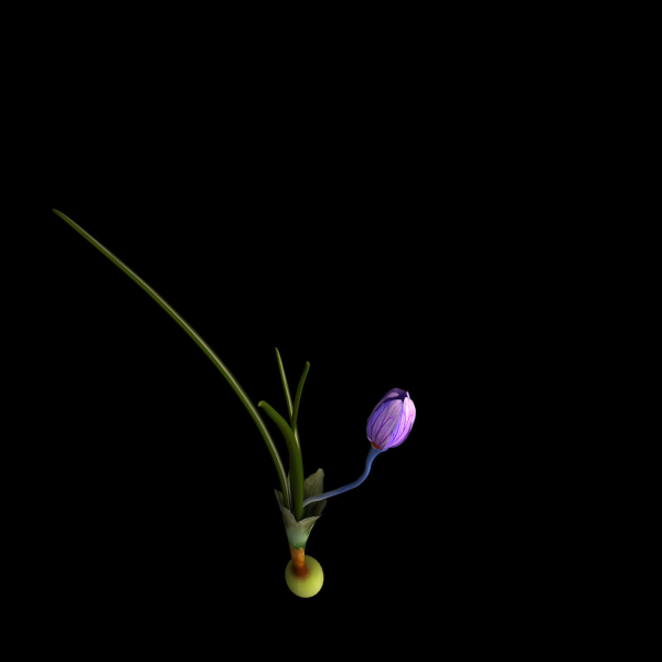 Crocus calanthus kerndorff pasche