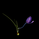 Crocus calanthus kerndorff pasche