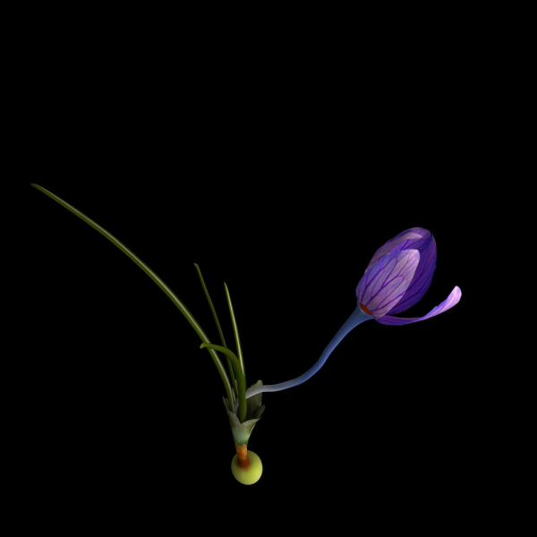 Crocus calanthus kerndorff pasche